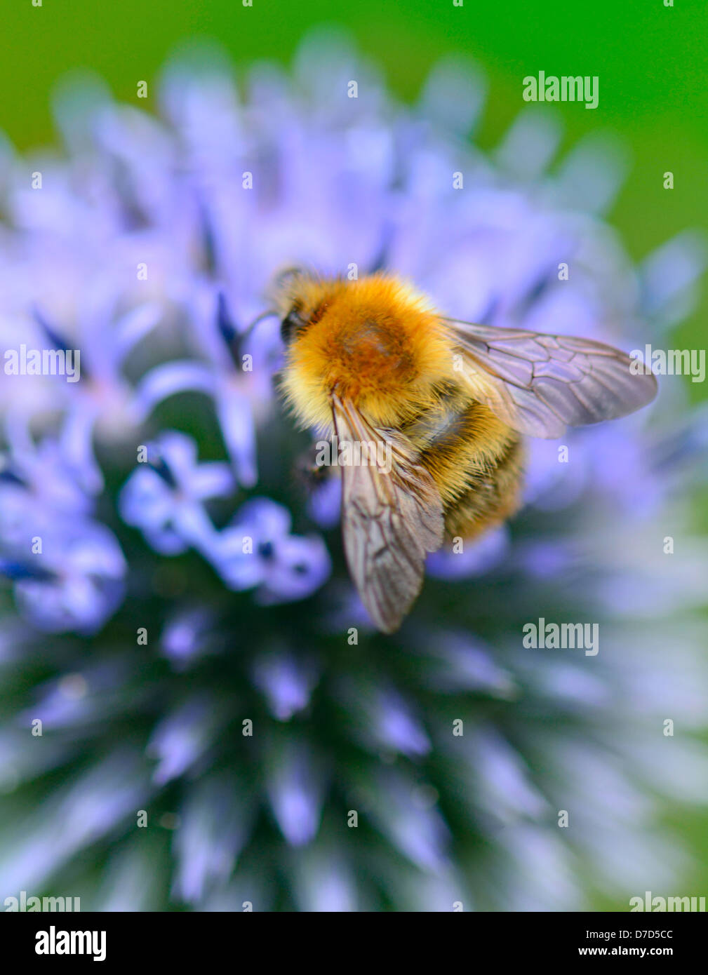 Bumblebee ,carda comune [bumbus pascuorum] all'aperto la raccolta di nettare da Echinops [blue globe thistle] Scotland Regno Unito Foto Stock