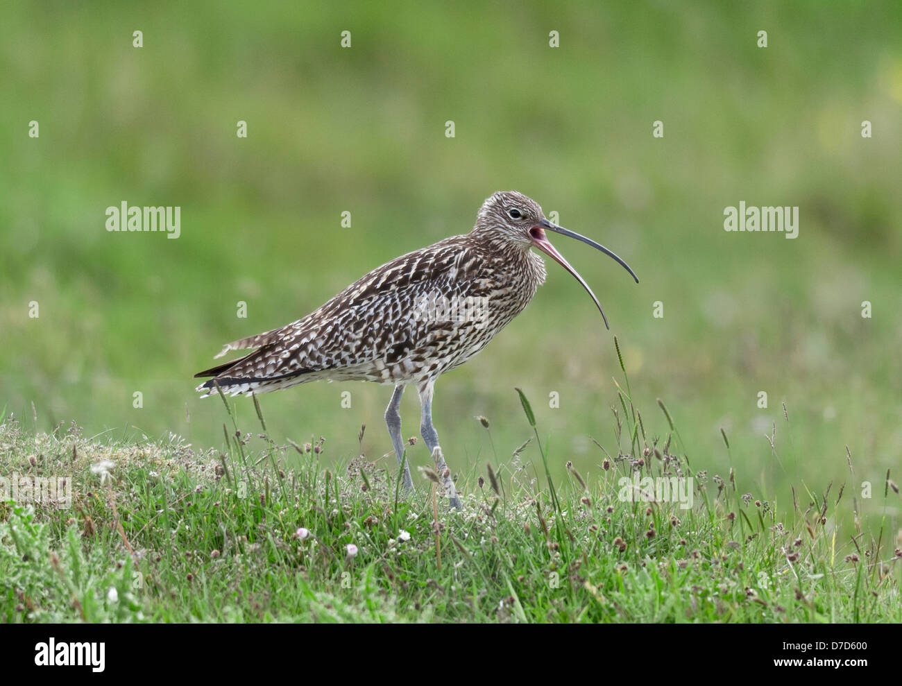 Curlew Numenius arquata Foto Stock