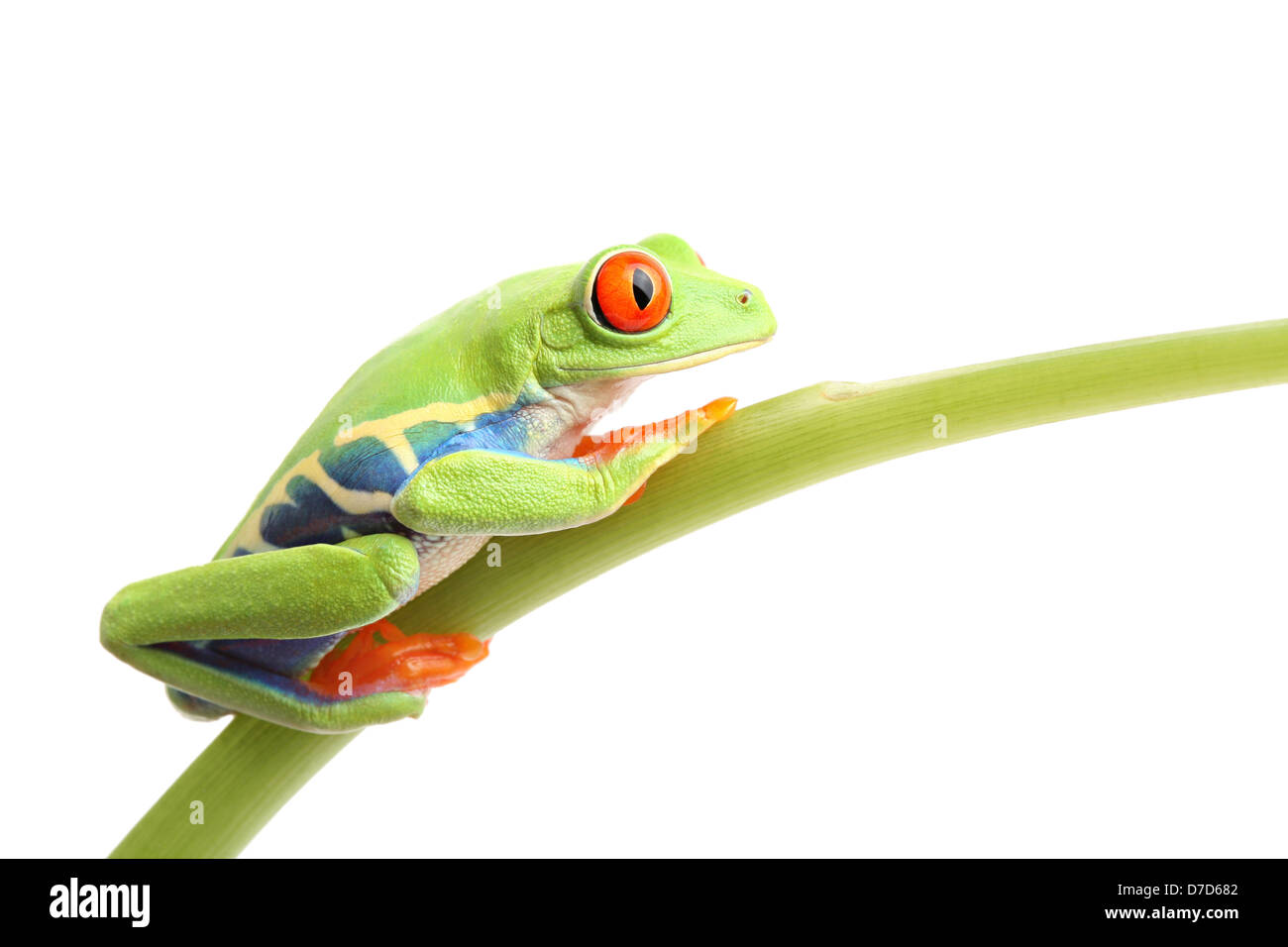 Rana su un gambo isolato su bianco - rosso-eyed raganella - Agalychnis Callidryas Foto Stock