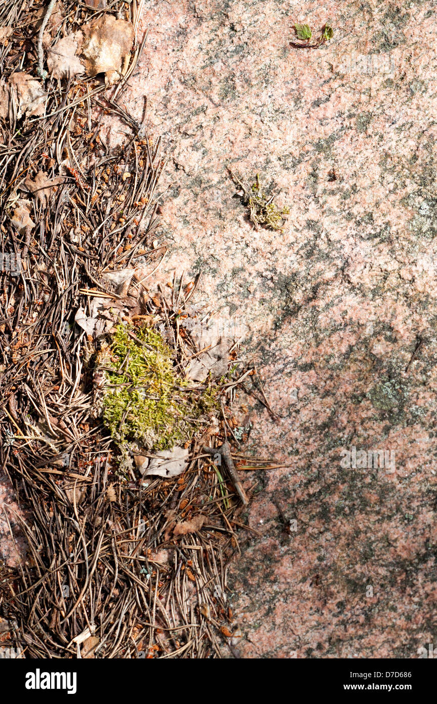 Roccia con aghi di abete e moss Foto Stock