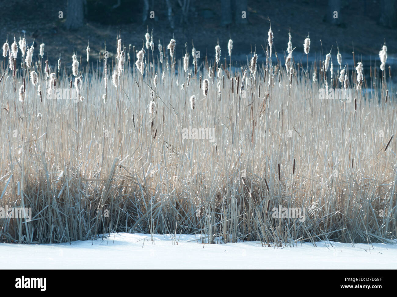 Lakeside, all'inizio della primavera, Svezia. Foto Stock