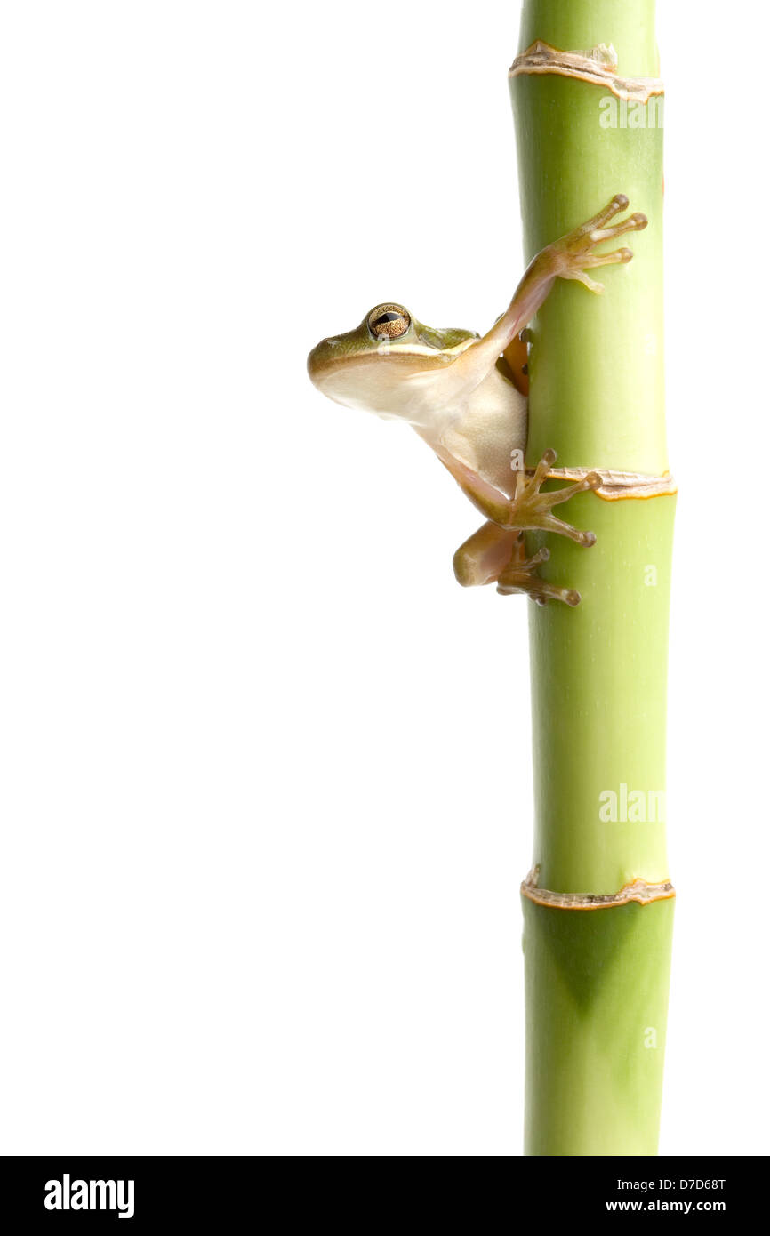 Rana in bambù, un giovane ranocchio verde closeup isolato su bianco Foto Stock