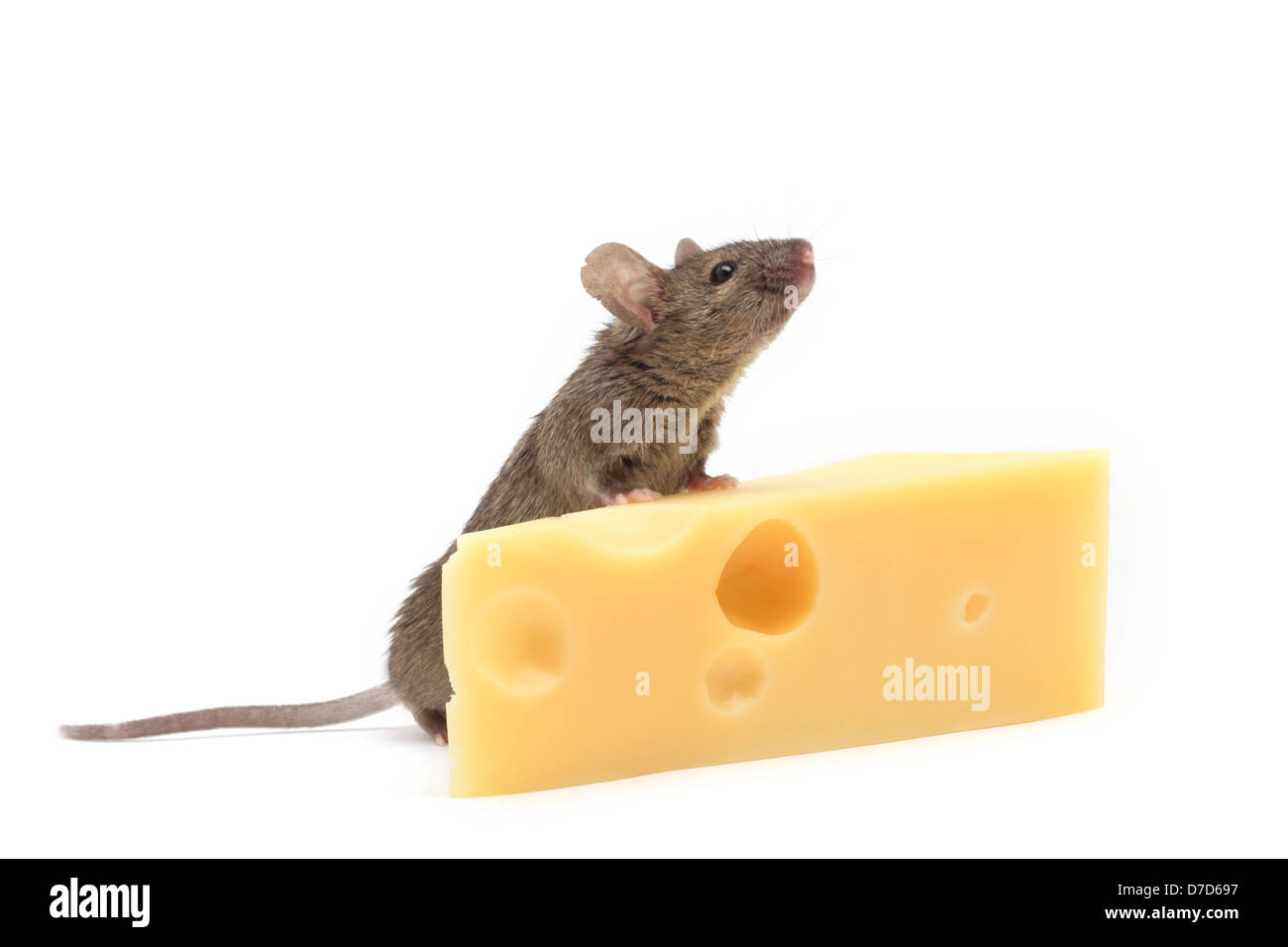 Mouse con una fetta di formaggio svizzero isolato su bianco Foto Stock Mouse con una fetta di formaggio svizzero isolato su bianco Foto Stock