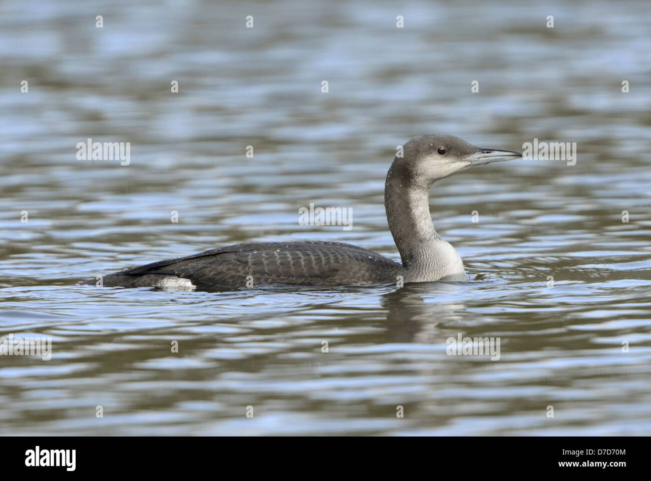 Nero-throated Diver Gavia arctica Foto Stock