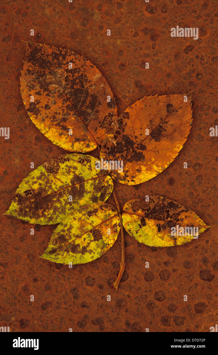 Cinque foglie immagini e fotografie stock ad alta risoluzione - Alamy