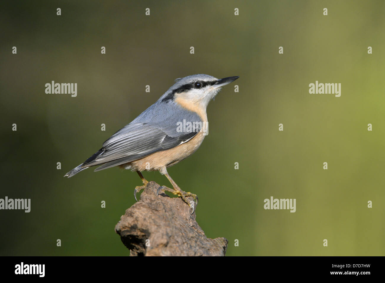 Picchio muratore Sitta europaea Foto Stock