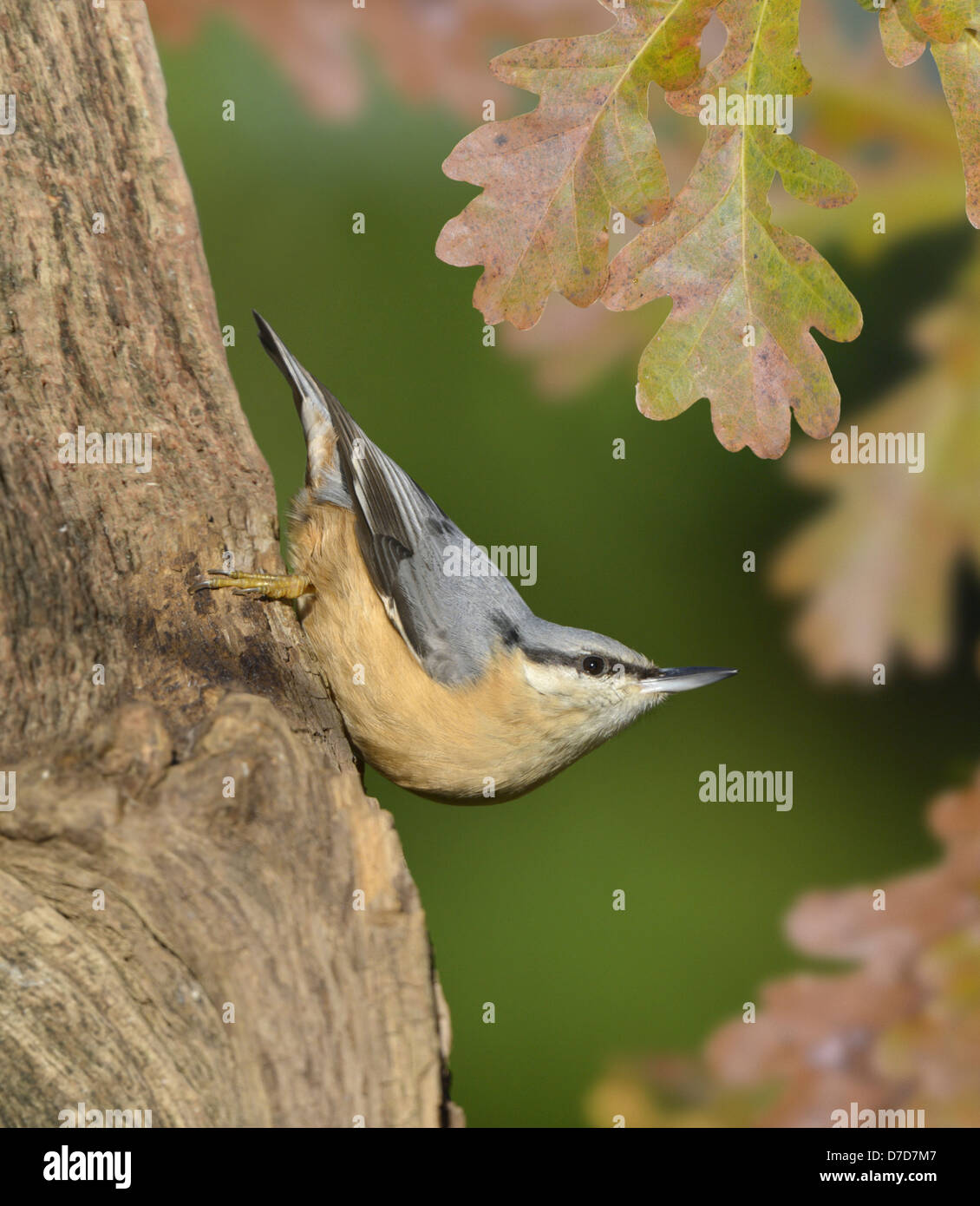 Picchio muratore Sitta europaea Foto Stock