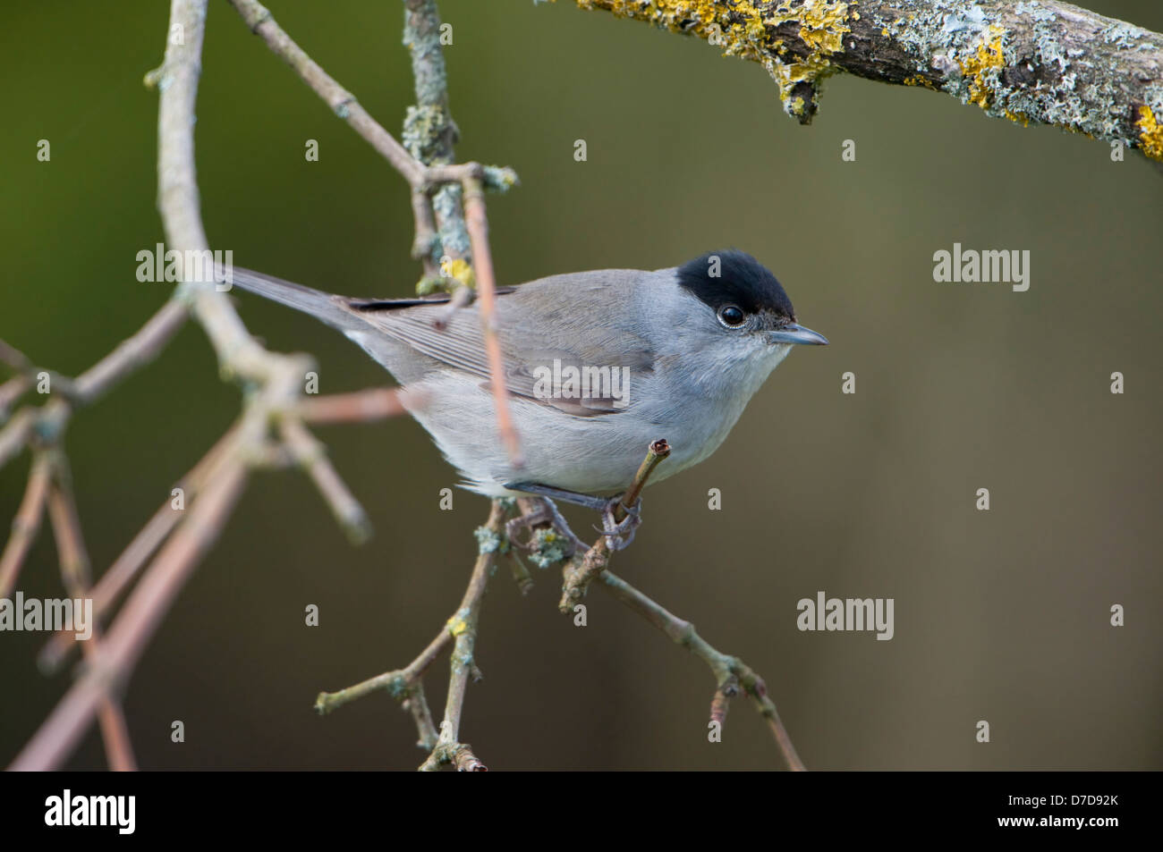 Close up di un maschio di Capinera arroccato nella struttura ad albero Foto Stock