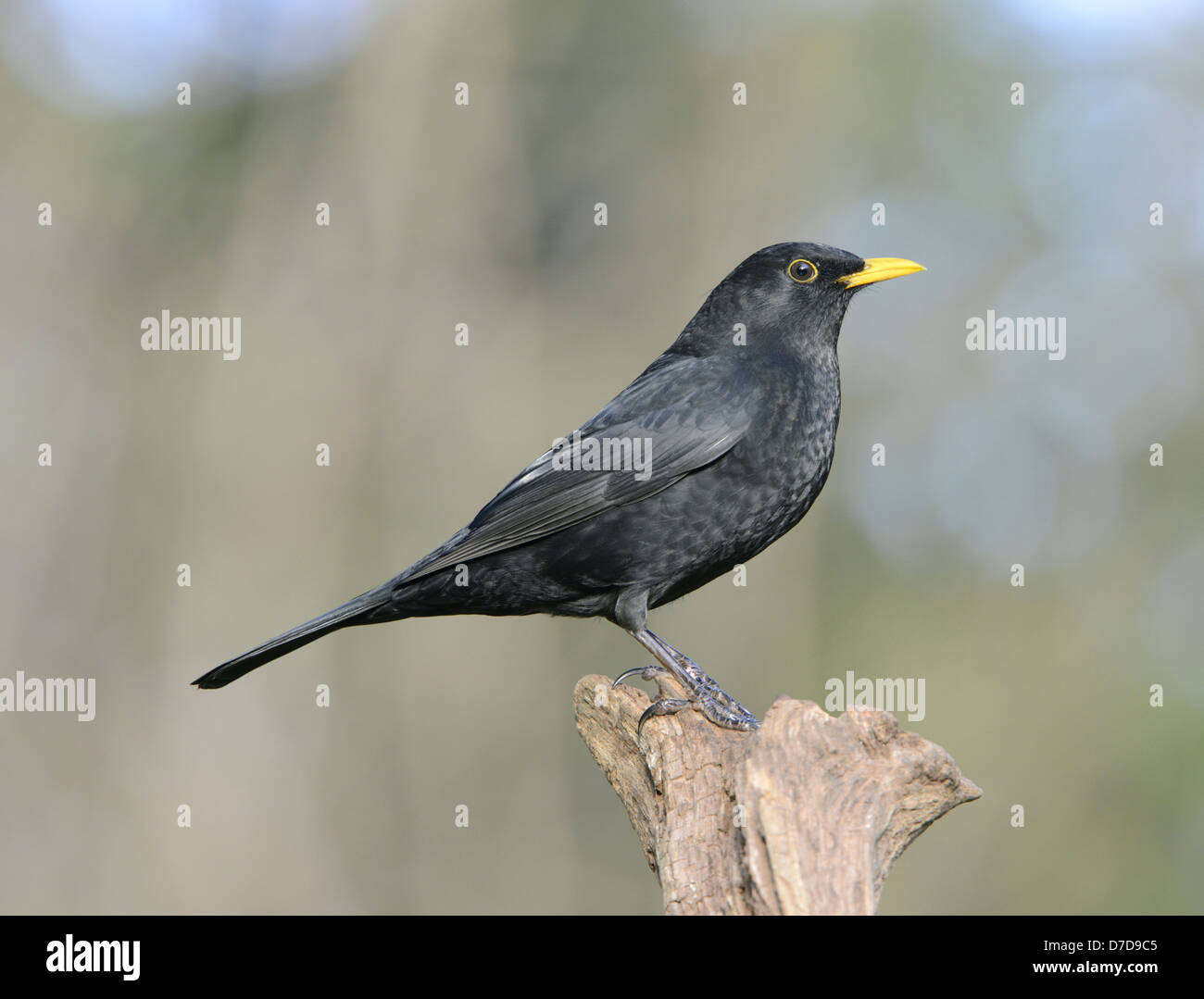 Merlo Turdus merula Foto Stock