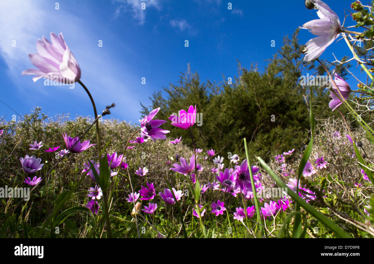 Un prato pieno di fiori di primavera sotto il sole greco Foto Stock