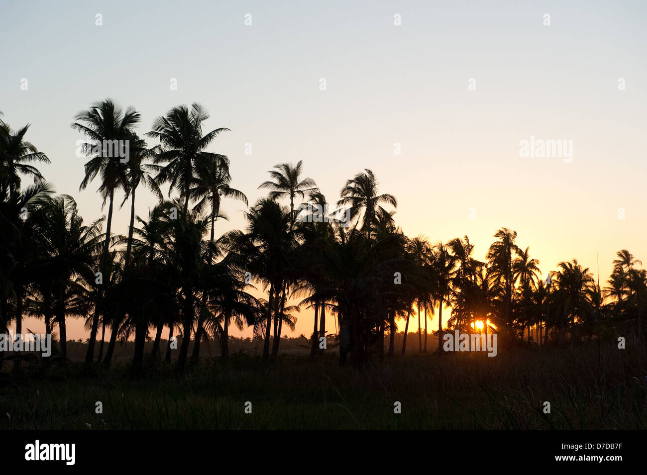 Palme al tramonto, Tofo, Mozambico Foto Stock