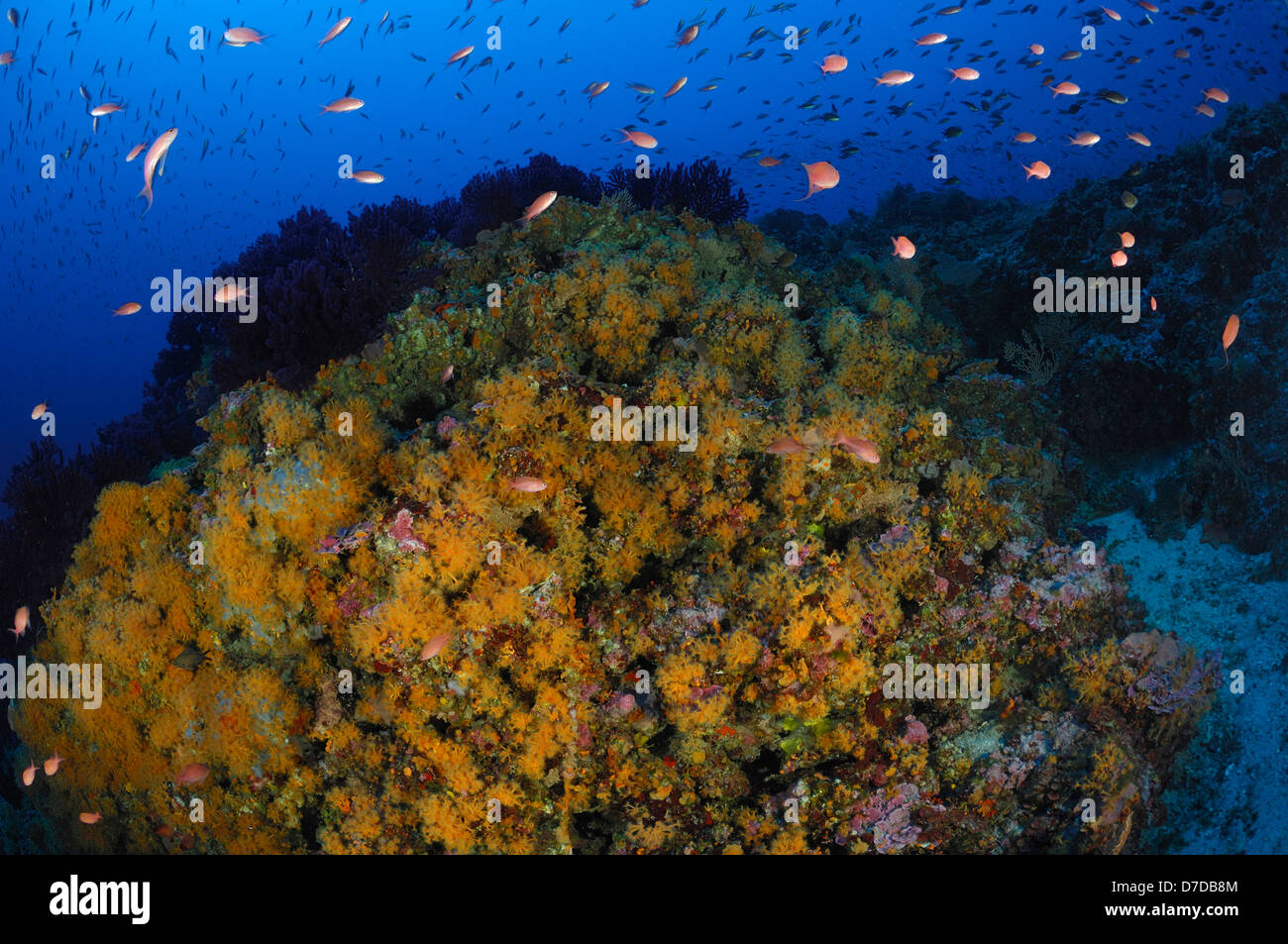 Cluster giallo copre Anemone Reef, Parazoanthus axinellae, Vis, Mare Adriatico, Croazia Foto Stock