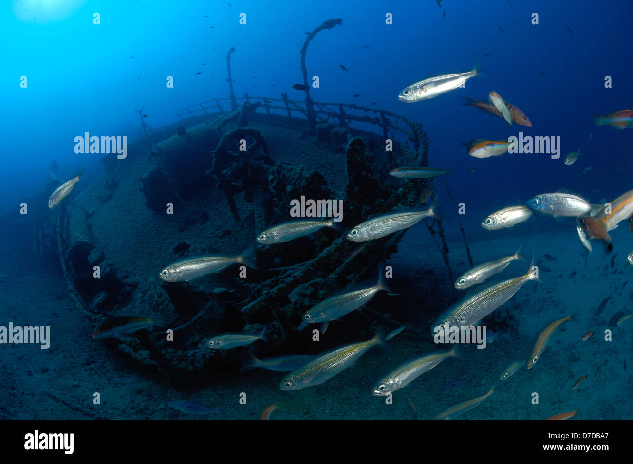 Boga Breams a Teti relitto, Boops boops, Vis, Mare Adriatico, Croazia Foto Stock