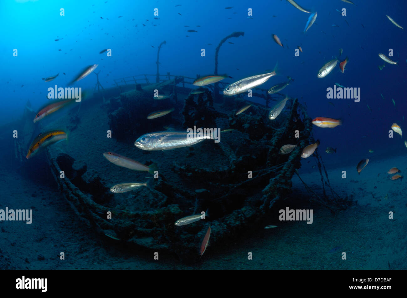 Boga Breams a Teti relitto, Boops boops, Vis, Mare Adriatico, Croazia Foto Stock