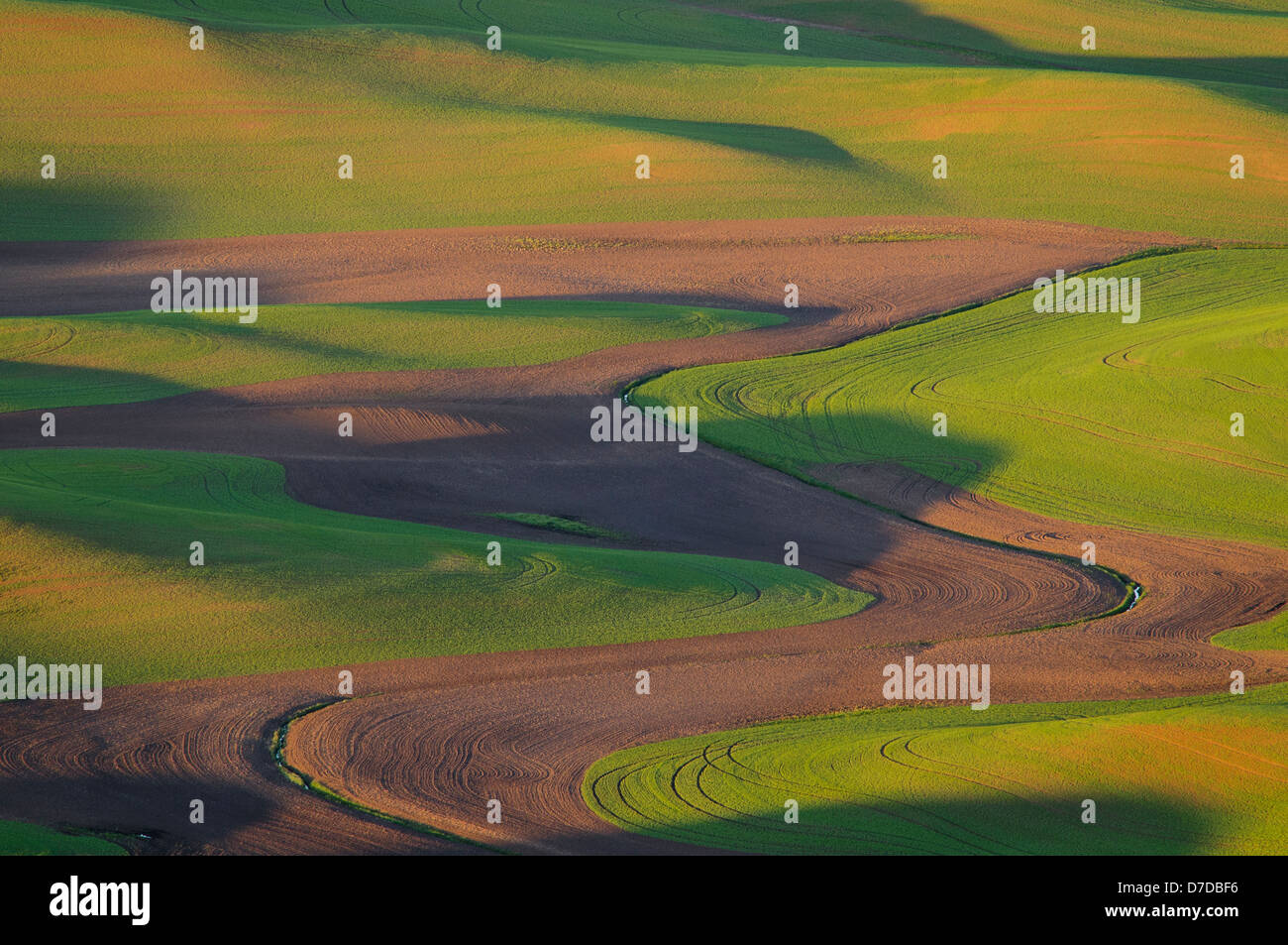 Palouse campi di grano da Steptoe Butte, Washington. Foto Stock