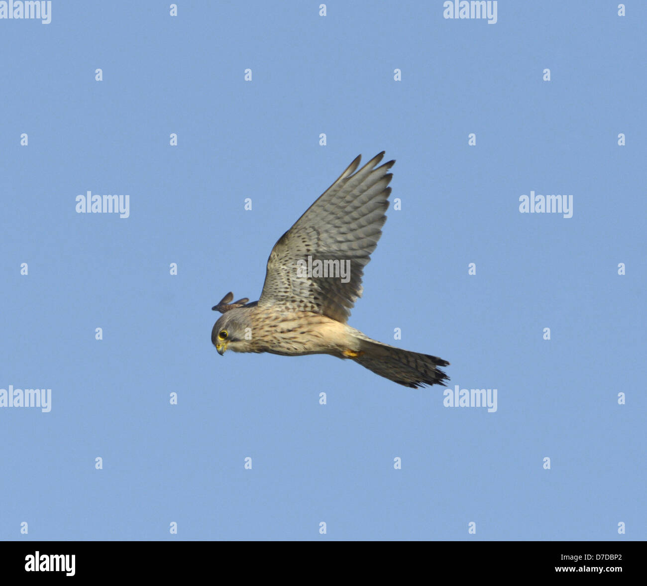 Il Gheppio Falco tinnunculus Foto Stock