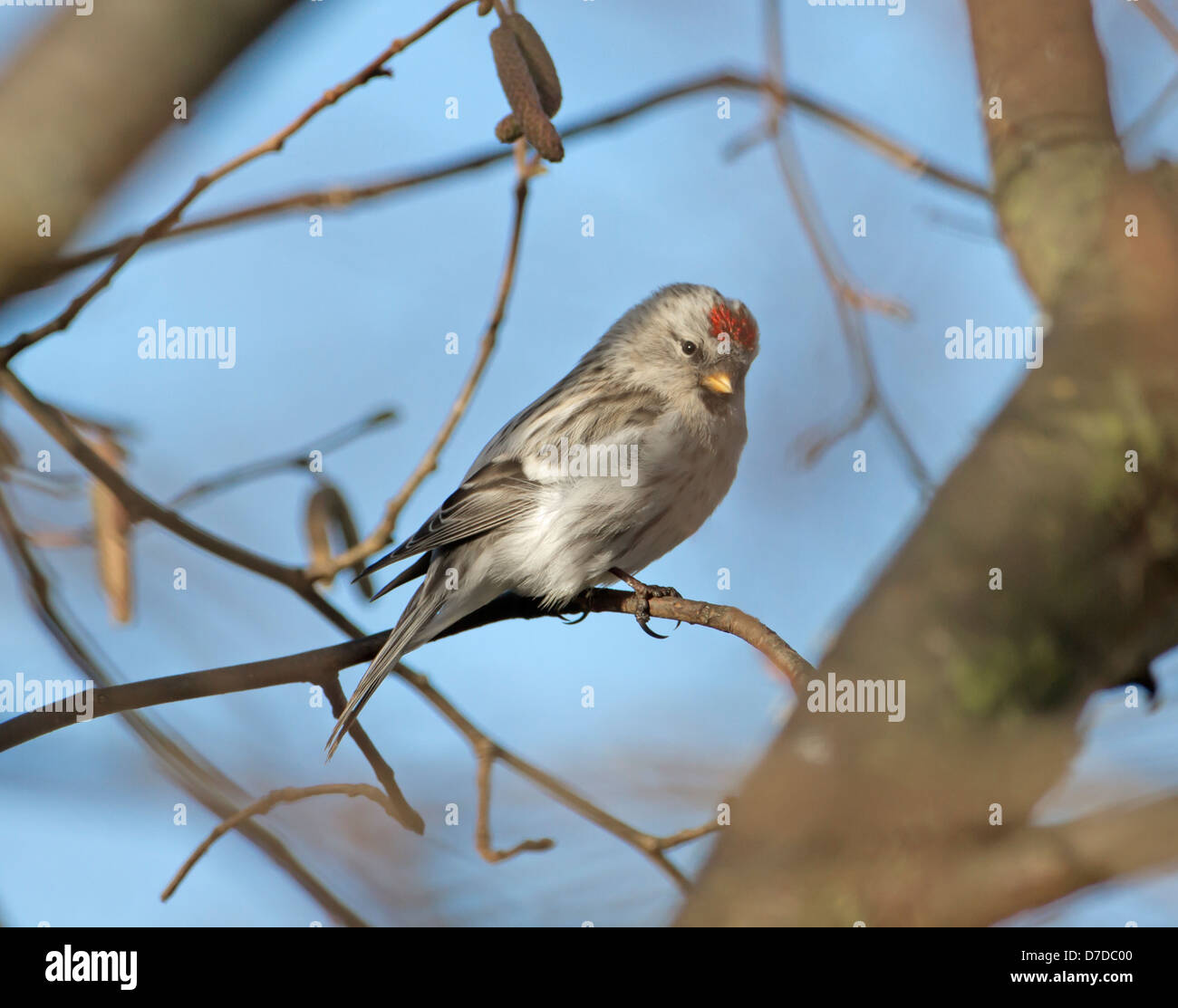 Coue's Redpoll artico - Carduelis hornemanni exilipes Foto Stock