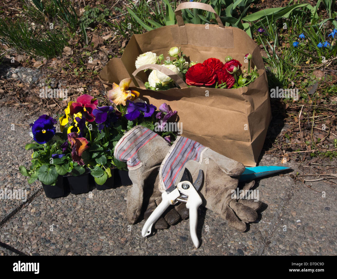 Giardino primavera funziona, potatori spade guanti e fiori da un sacchetto di carta Foto Stock