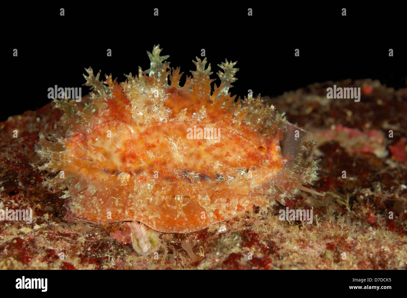 Cowry sporchi, Cyprea spurca, Susac, Mare Adriatico, Croazia Foto Stock