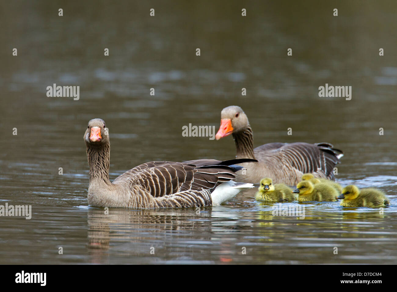 Oca Graylag / Graylag Goose (Anser anser) coppia di nuoto con goslings nel lago in primavera Foto Stock