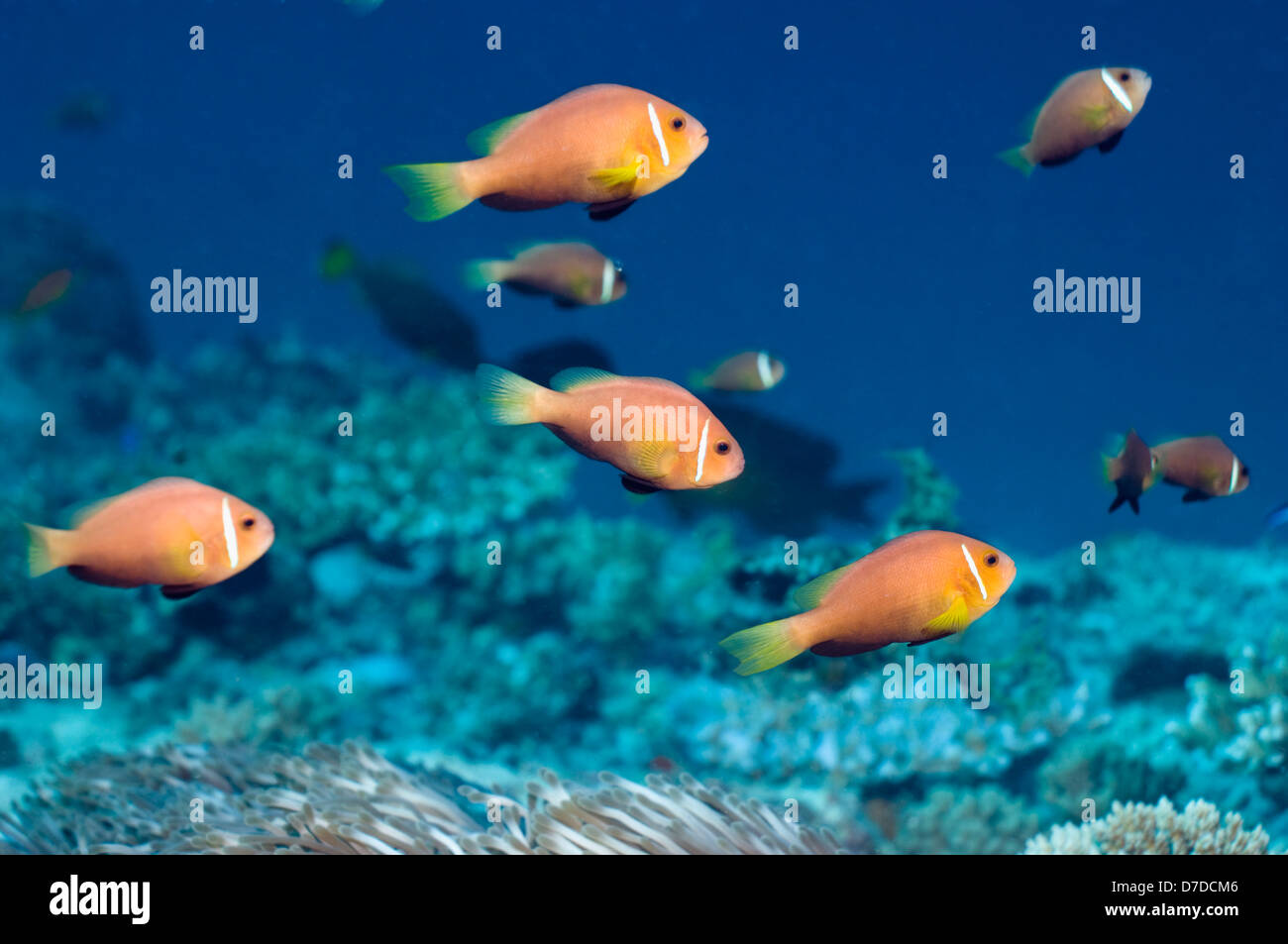 Maldive anemonefish, Blackfinned anemonefish (Amphiprion nigripes). Maldive. Foto Stock