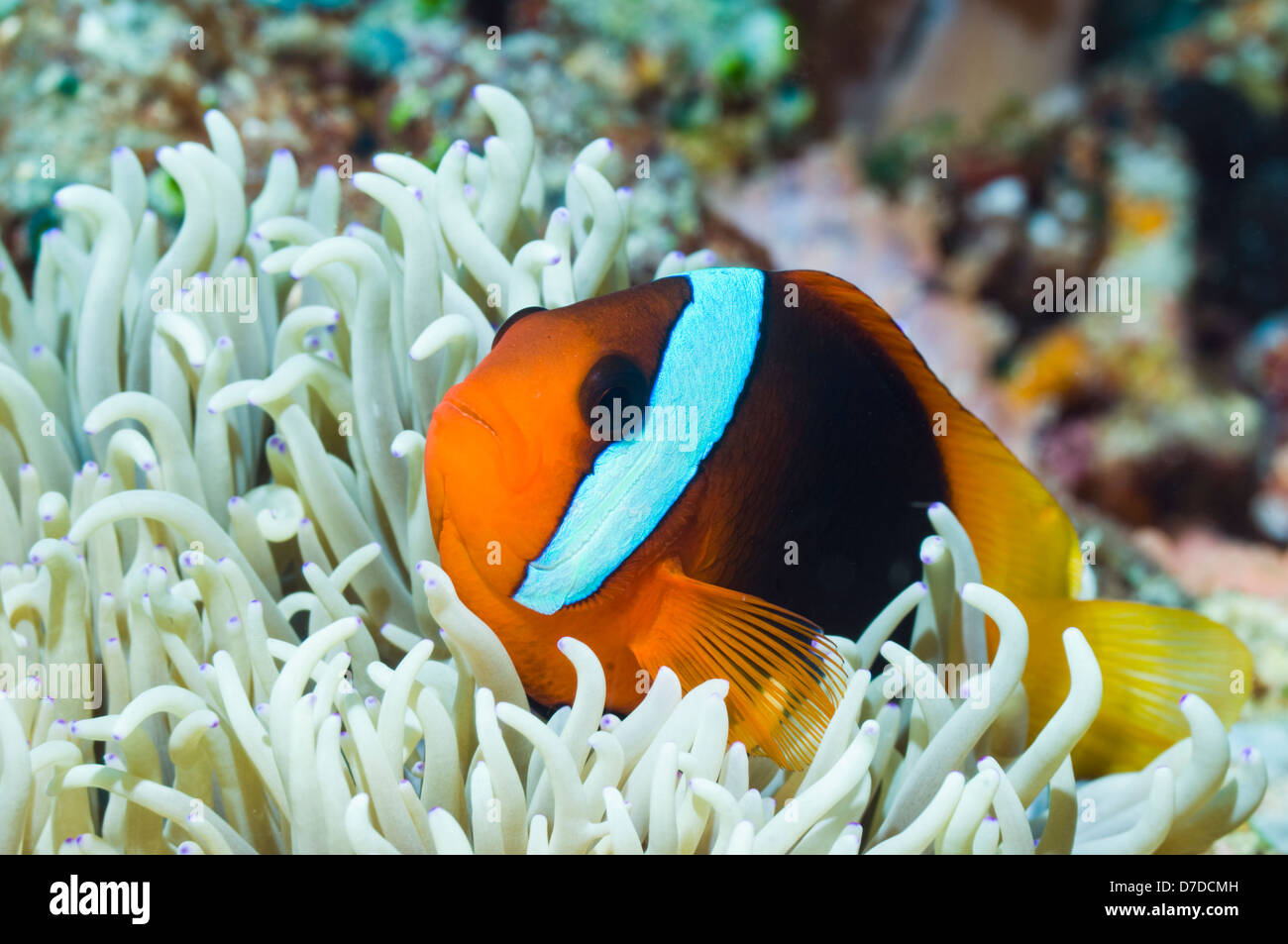 Rosso e nero anemonefish Foto Stock