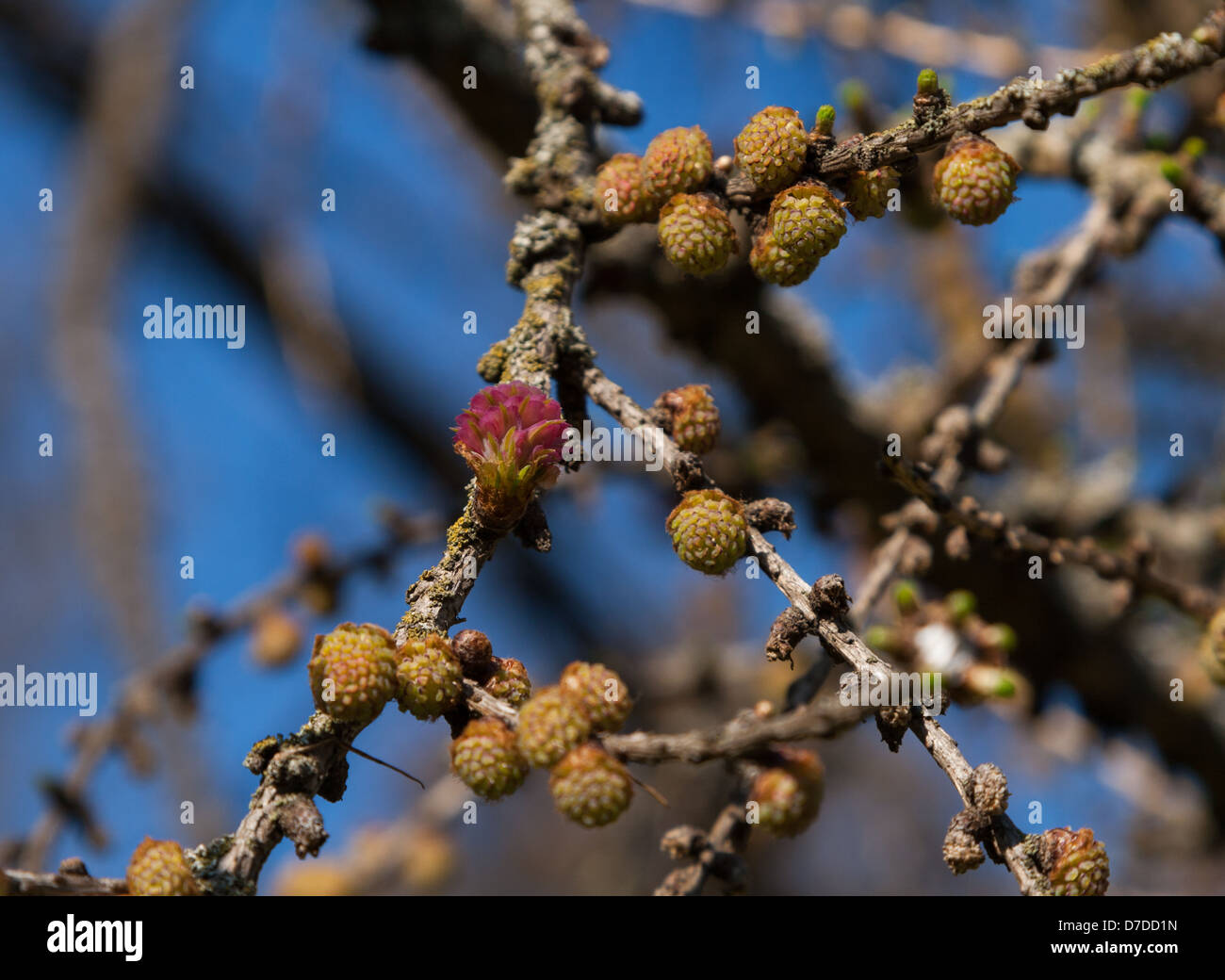 Il brunch di larice con piccolo cono e fiore Foto Stock