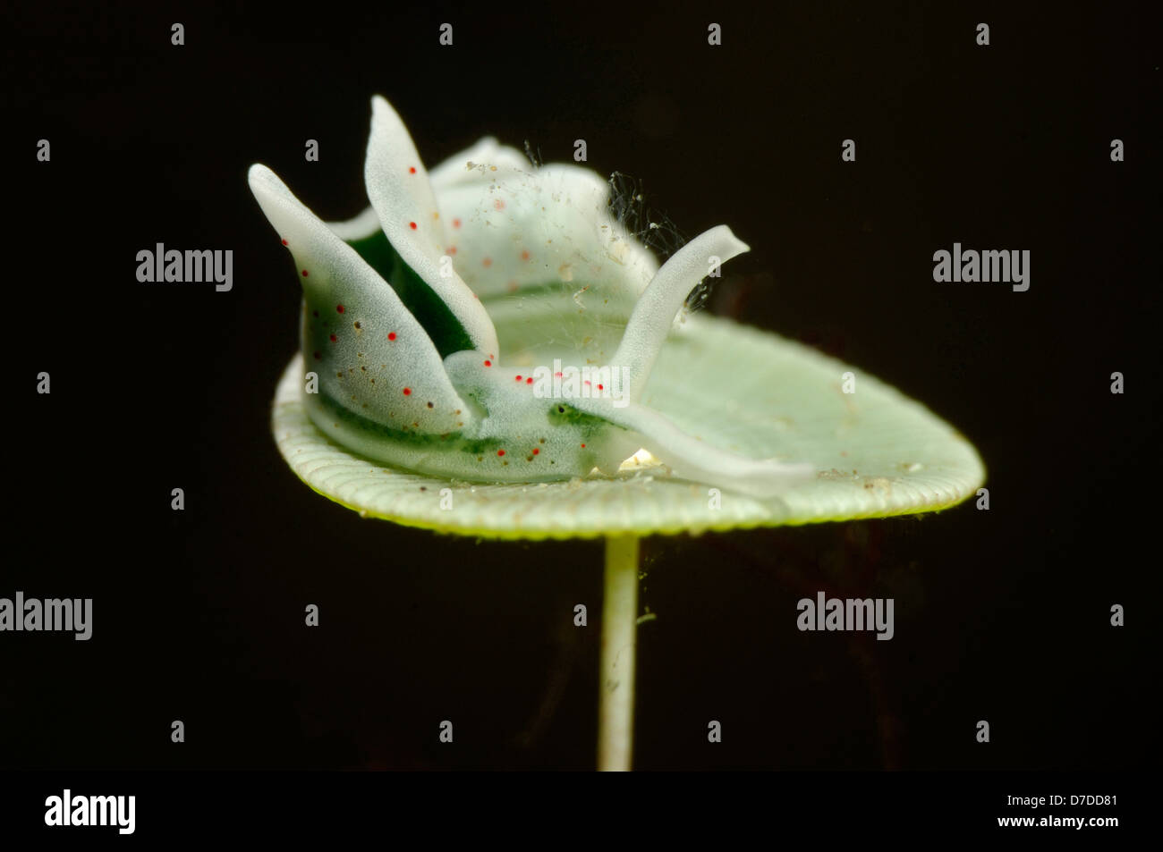 Sea Slug sulla sua Foodplant sirene bicchiere da vino Alga, Elysia viridis, Susac, Mare Adriatico, Croazia Foto Stock