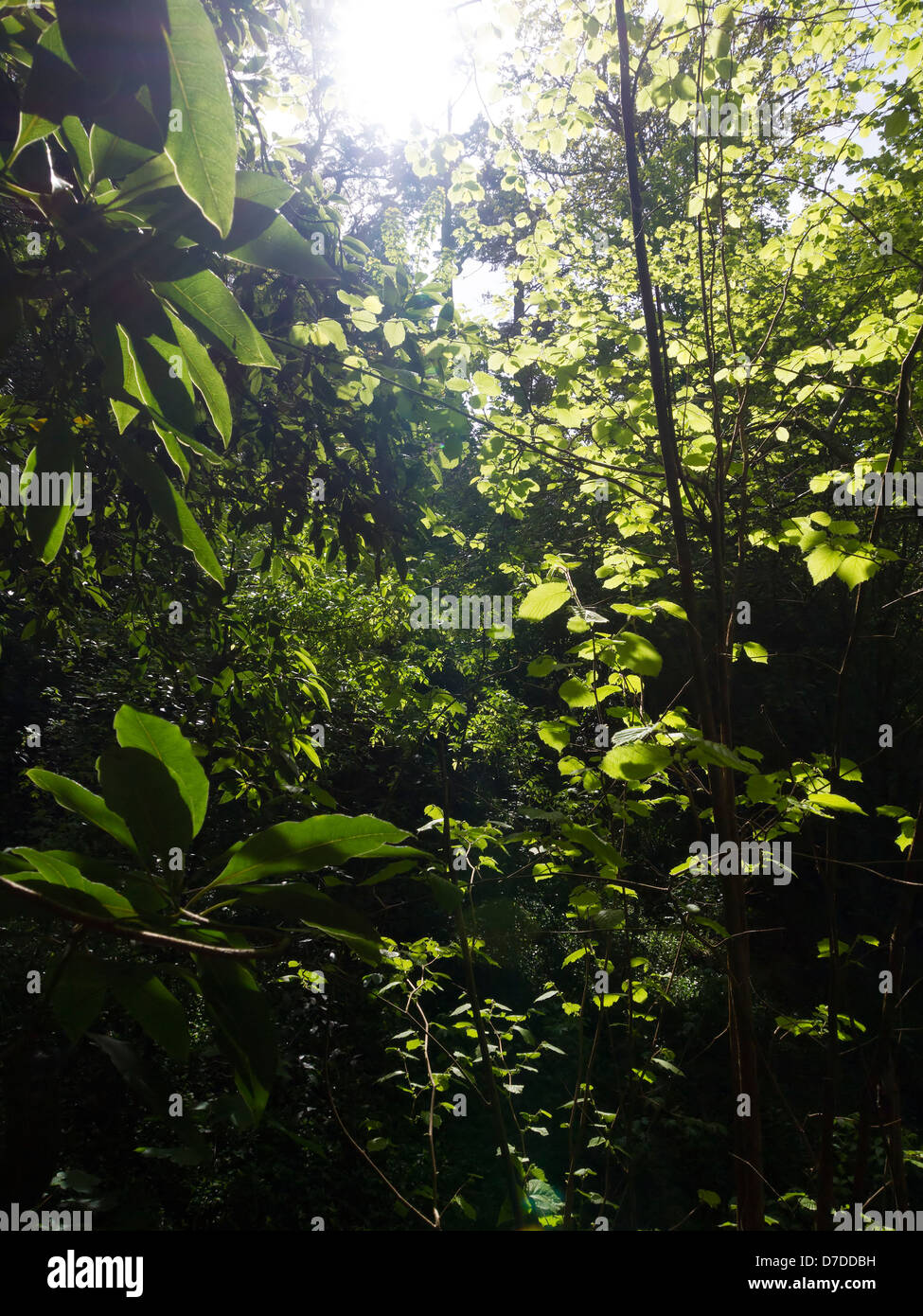 La fitta vegetazione di una foresta Foto Stock