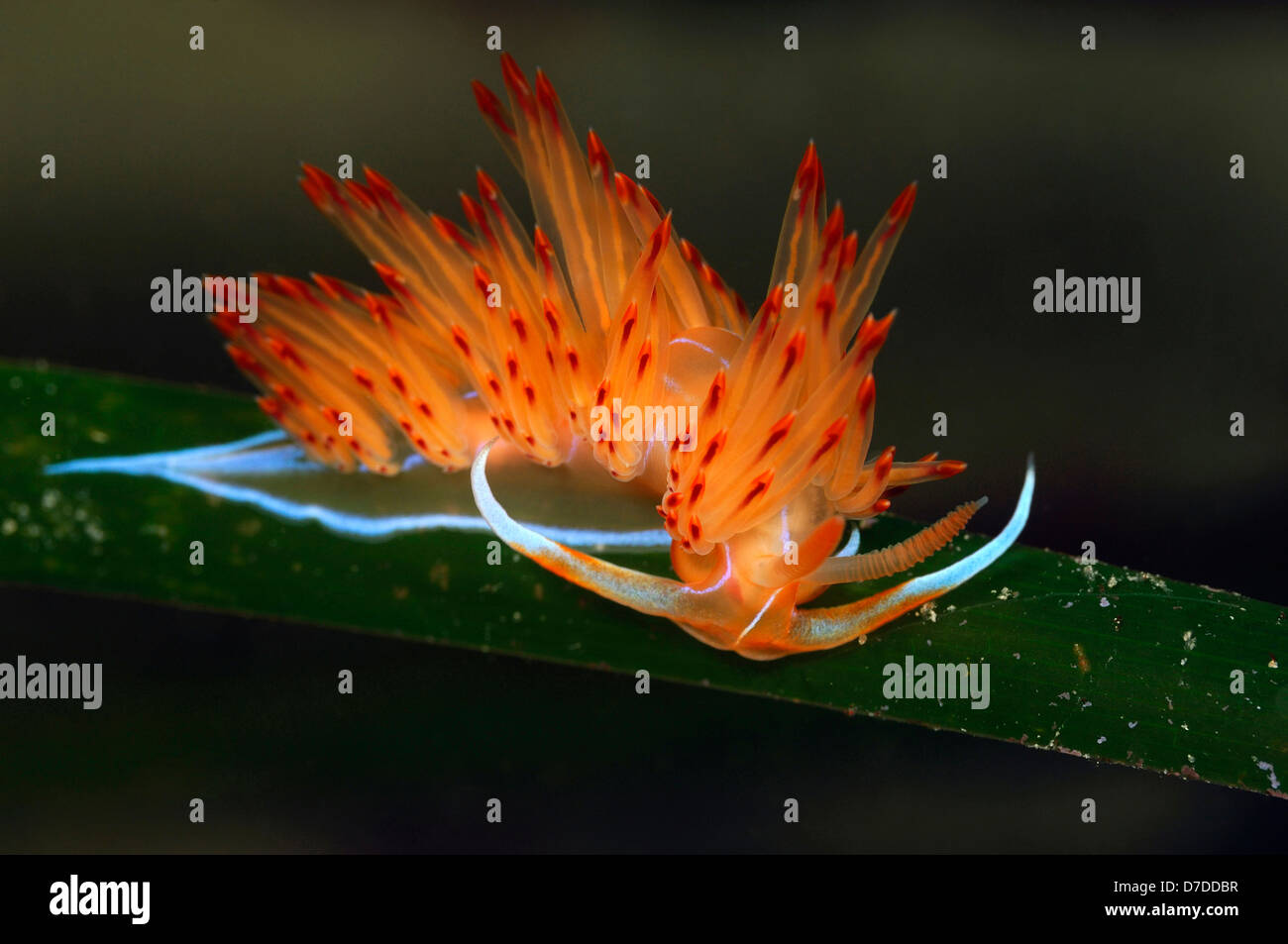 Mare arancione Slug, Godiva banyulensis Korcula, Mare Adriatico, Croazia Foto Stock