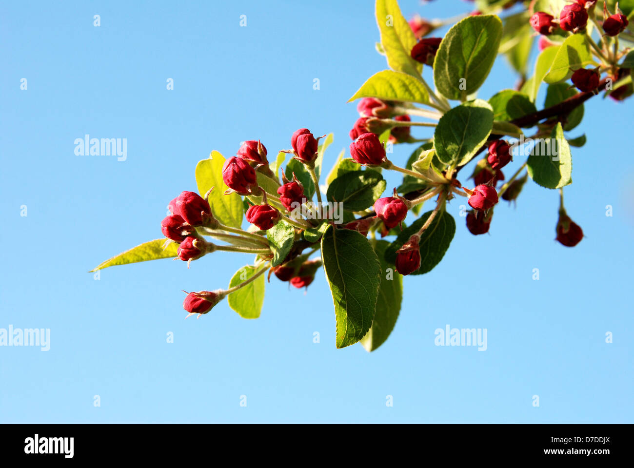Primo piano della rosa crab apple dei boccioli in luce calda del sole Foto Stock