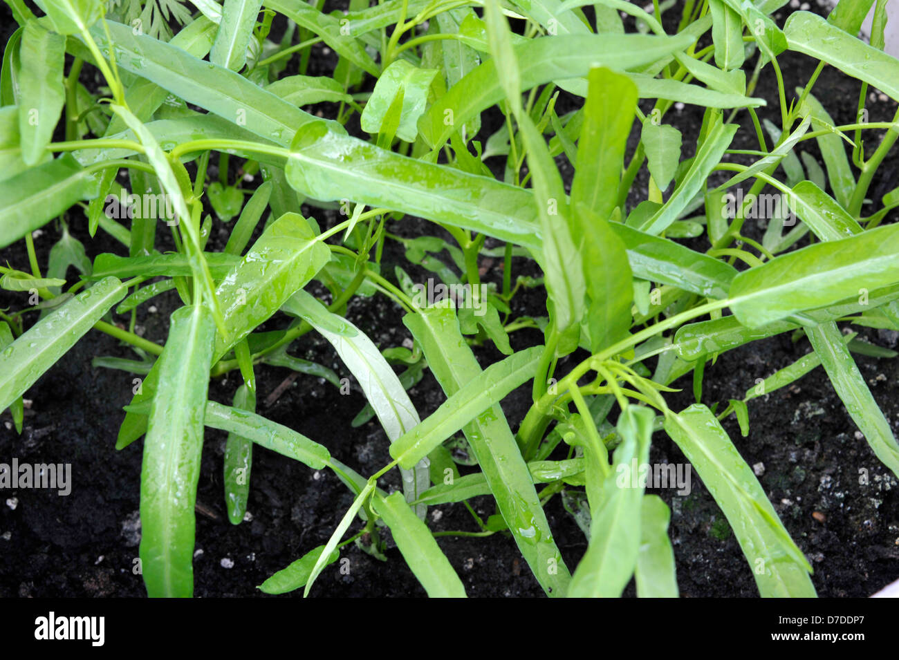 Pak boong, noto anche come acqua di spinaci, Fiume Spinaci, acqua gloria di mattina o kang kong e utilizzato in molti piatti asiatici. Foto Stock