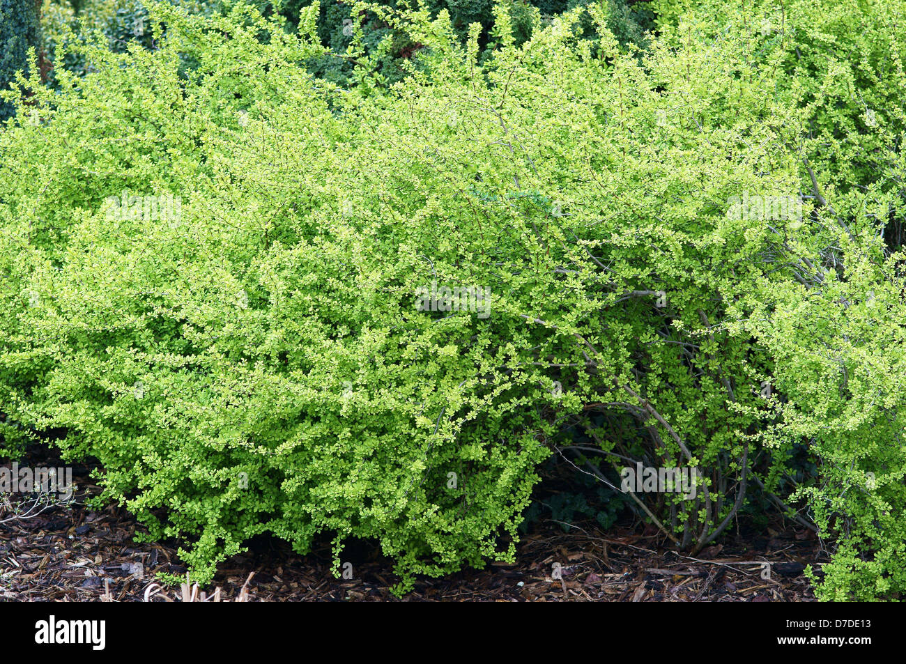 Fresco verde primavera nascente bush Foto Stock