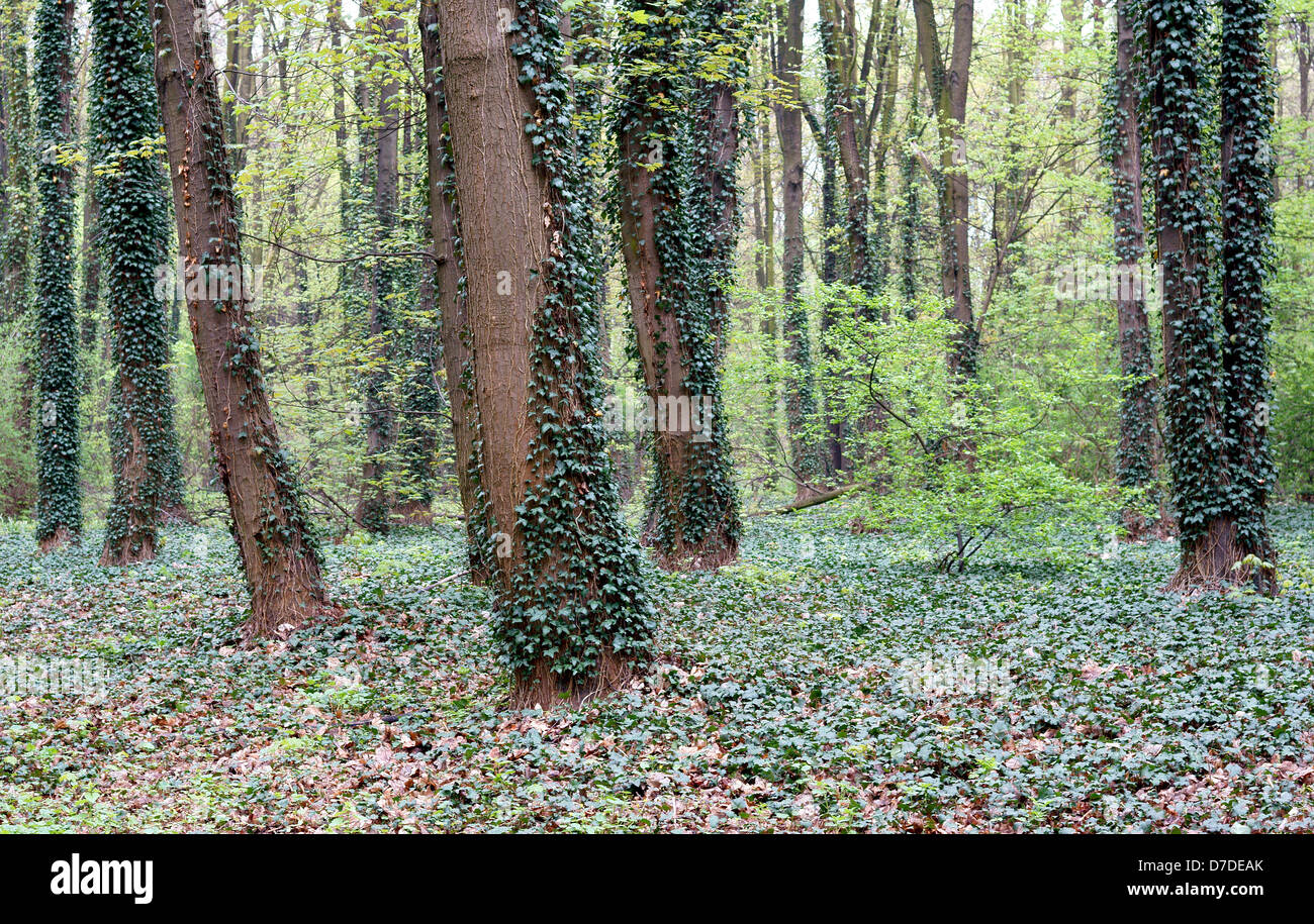 Foresta di primavera fresche foglie verde Foto Stock