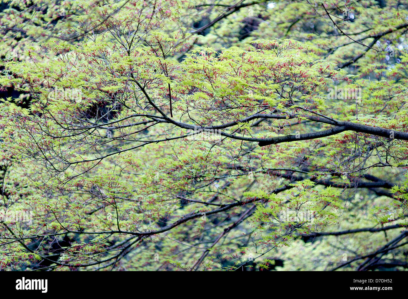 Albero di acero verde fresco foglie di molla Acer japonicum Foto Stock