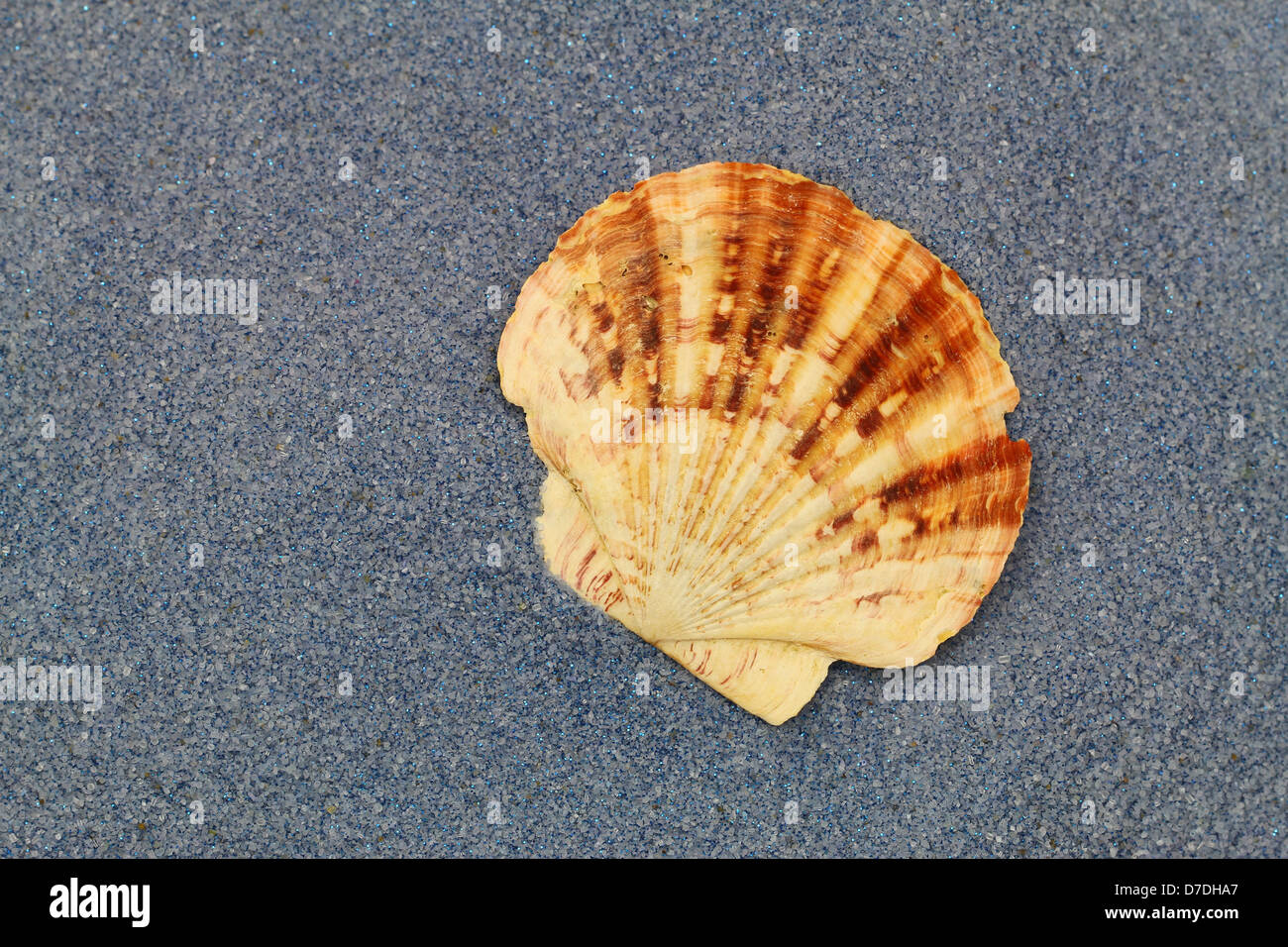 Conchiglia di mare sul cristallo blu sabbia Foto Stock