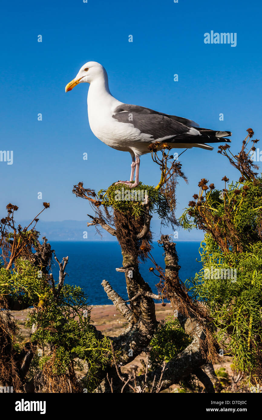 Gabbiano occidentale (Larus occidentalis), il Gigante (Coreopsis Coreopsis gigantea), East Anacapa Island, Isole del Canale Nat. Park, CA Foto Stock