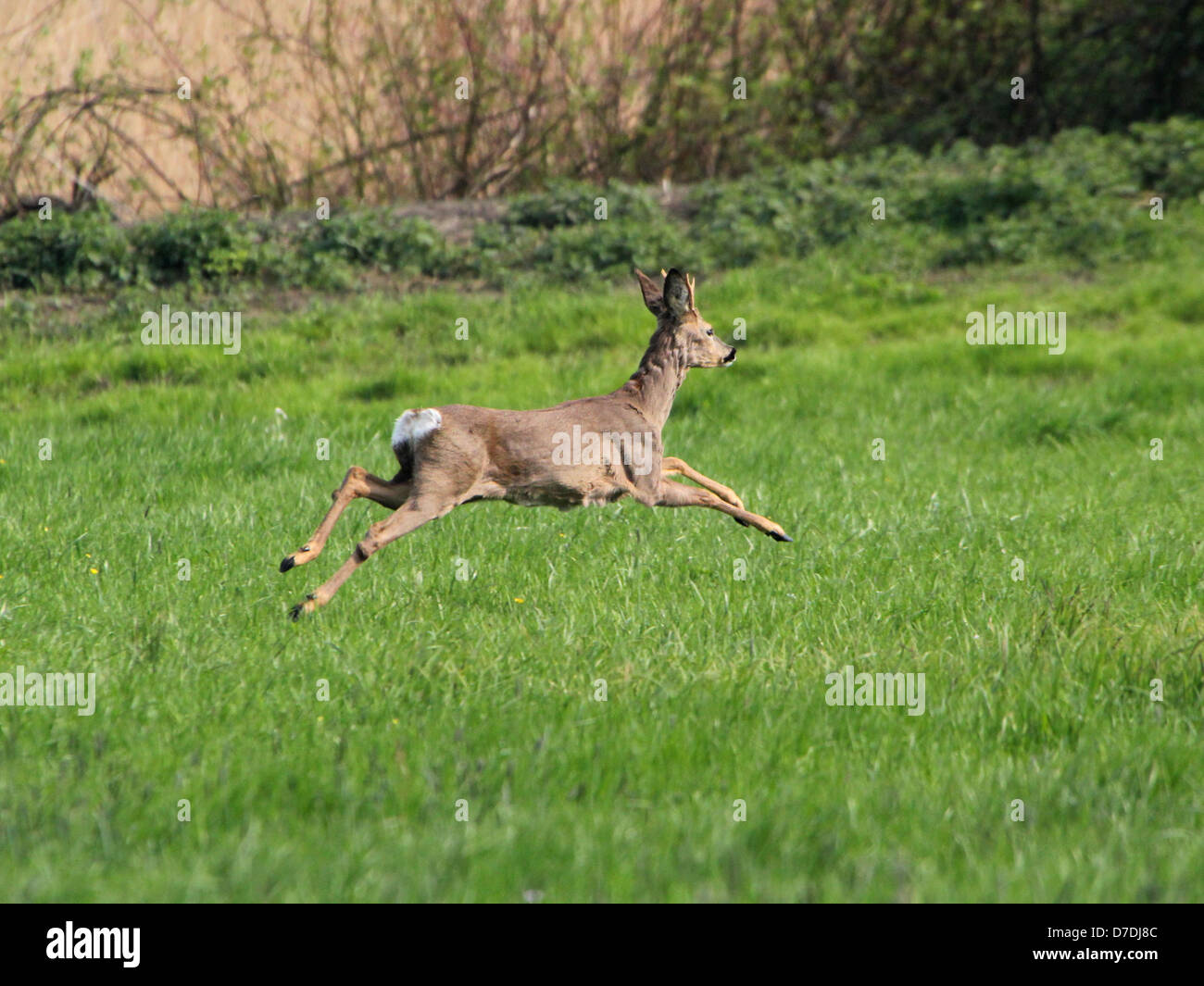 Giovane Maschio buck il capriolo (Capreolus capreolus) Fuggono veloci Foto Stock
