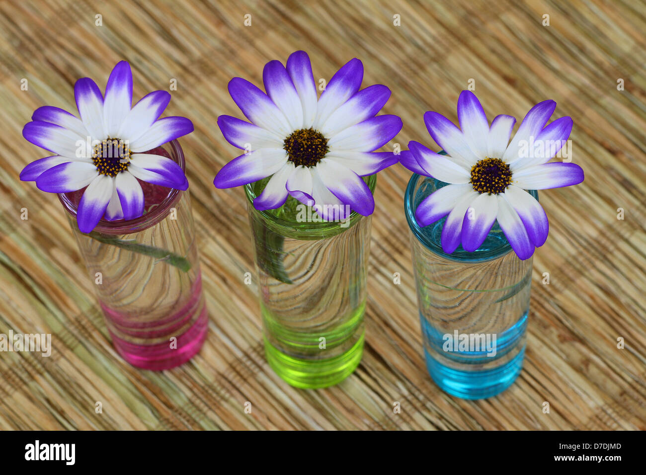 Senecio fiori in vetri colorati con acqua Foto Stock