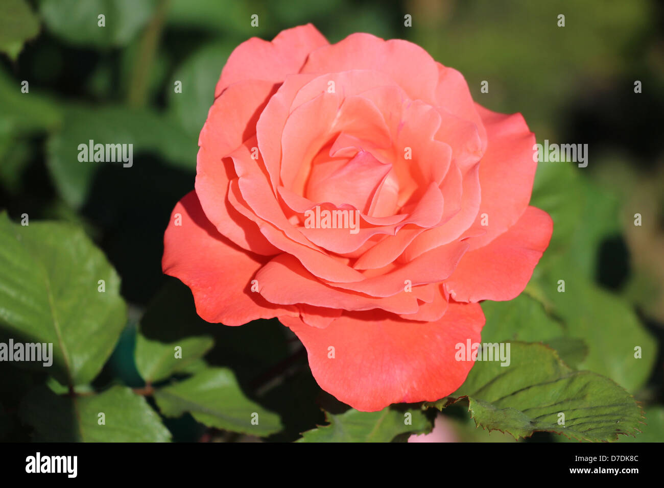 Arte Rose, ibrido Tè, Zary piantato nel 1997 al San Jose Municipal Rose Garden in California. Foto Stock