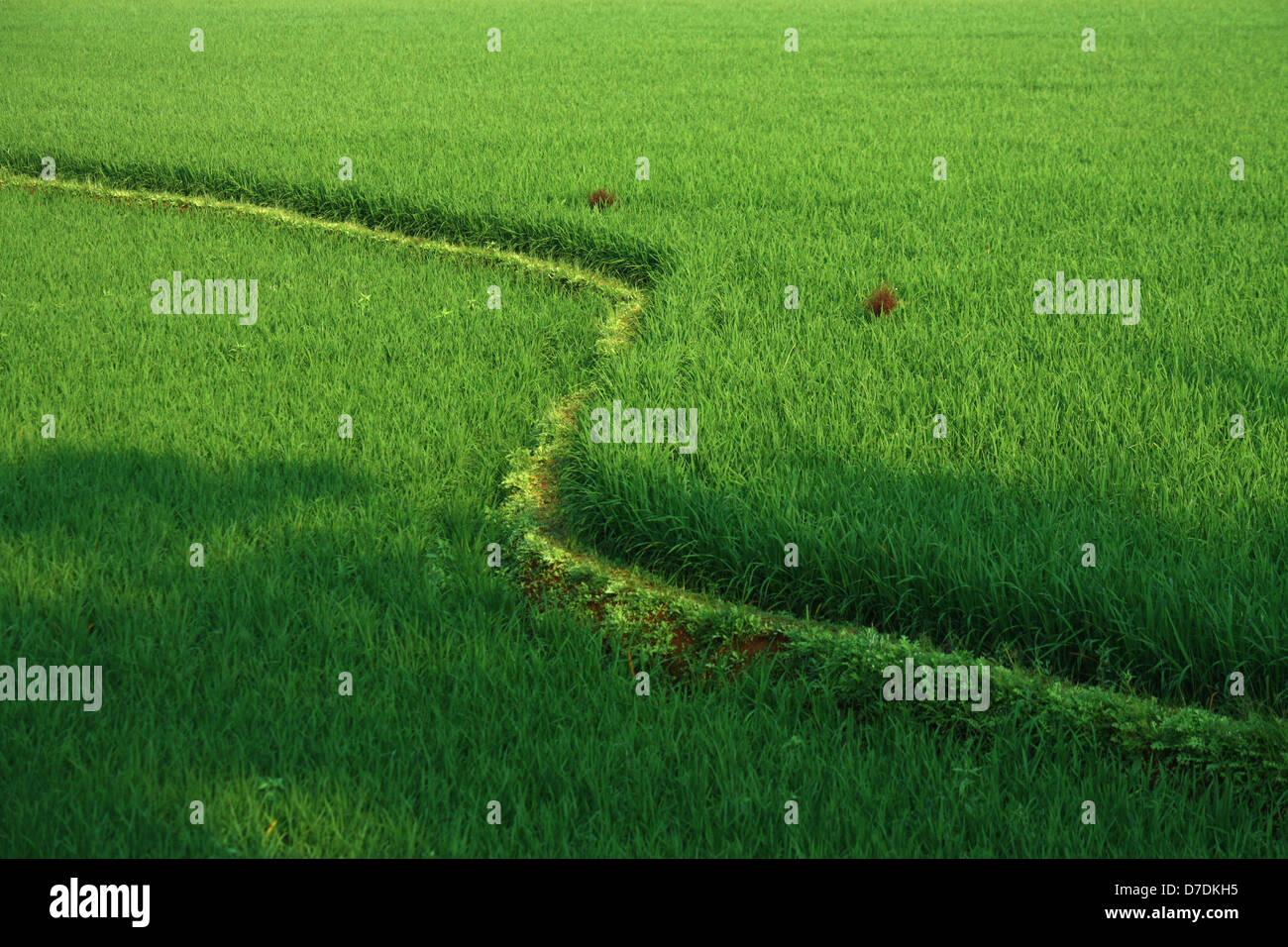 Piccola verde campo di risone in India del sud Foto Stock