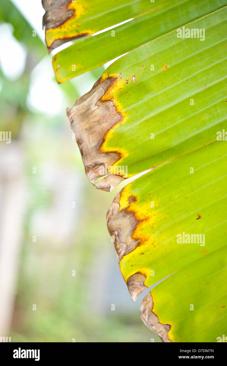 Verde foglia di banano astratto di sfondo Foto Stock