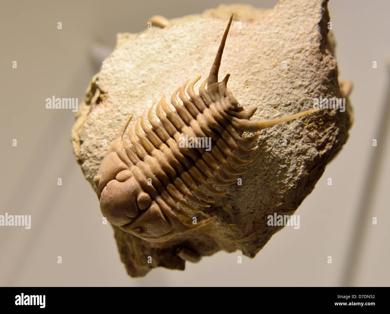 Fossile Cyrtometopus trilobata sembnitzkii. Ordovician età. Foto Stock