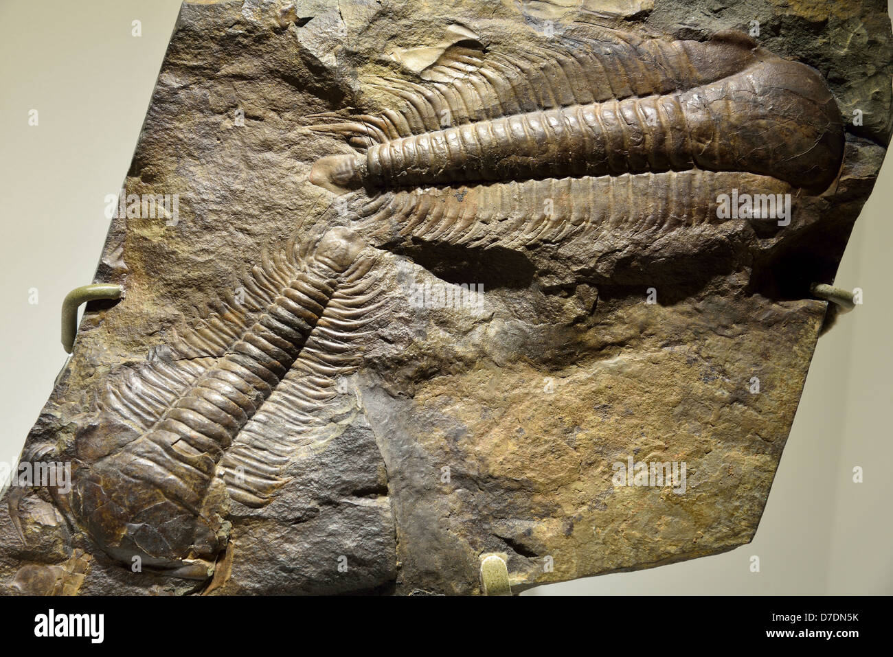 Fonti fossili trilobiti Paradoxides gracilis. Età cambriano. Foto Stock