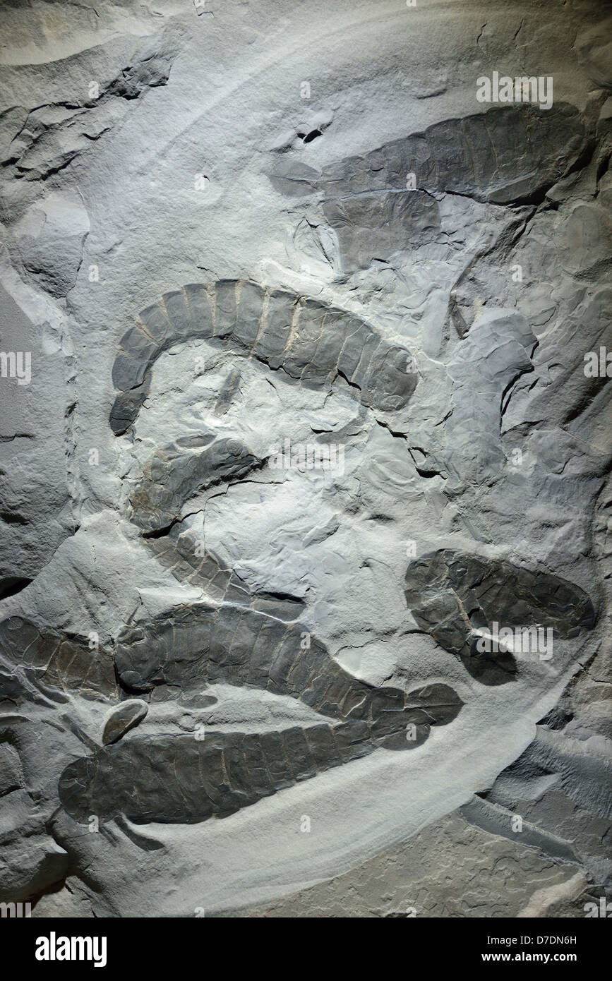 Mare fossile scorpioni Pterygotus. Silurian età. Foto Stock