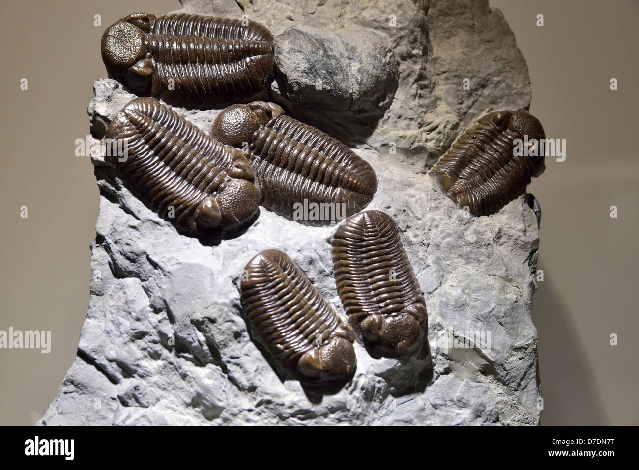 Fossile Eldredgeops trilobiti. Età devoniano. Foto Stock