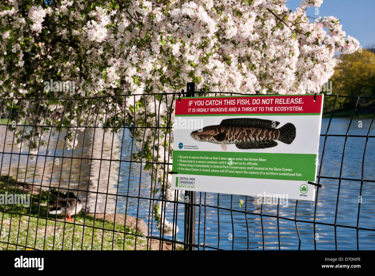 Segno di Central Park, NY allertare le persone alla presenza del Northern Snakehead pesce, una specie invasive, 4 maggio 2013. Foto Stock