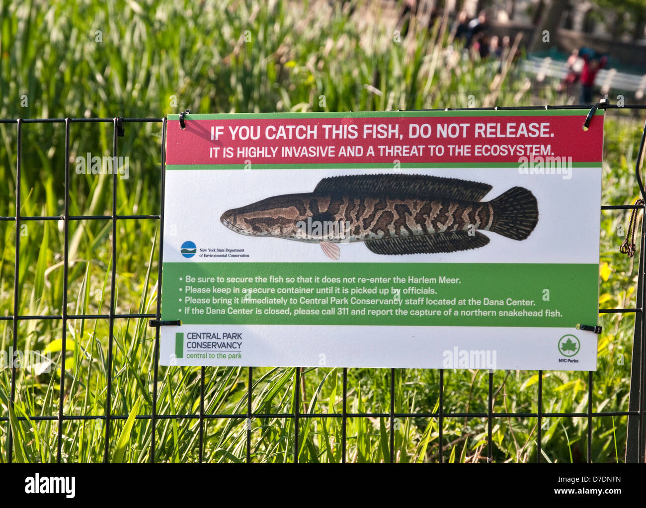 Segno di Central Park, NY allertare le persone alla presenza del Northern Snakehead pesce, una specie invasive, 4 maggio 2013. Foto Stock