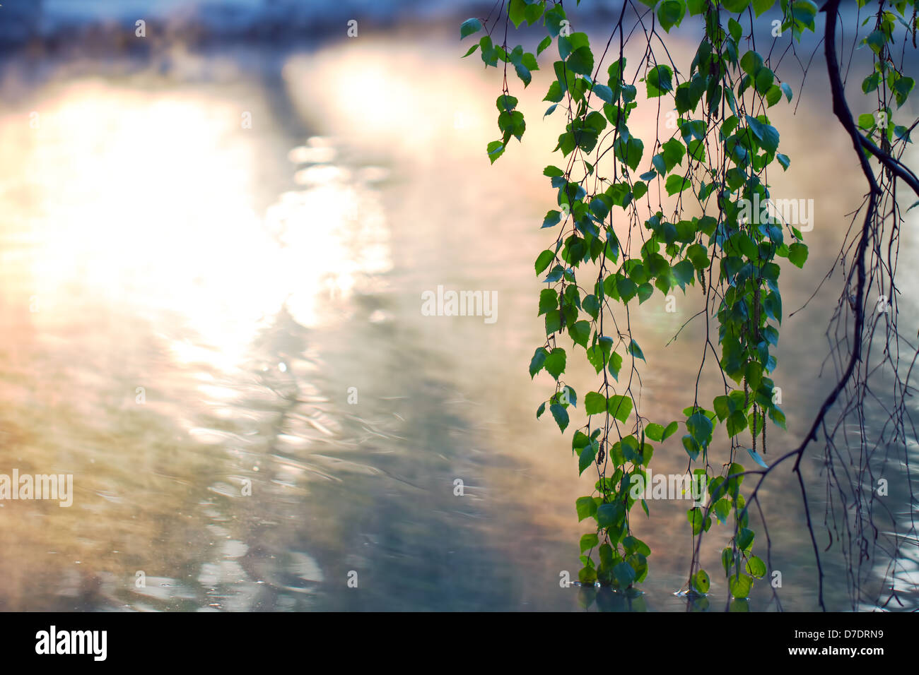 Il verde delle foglie appendere in stagno Foto Stock