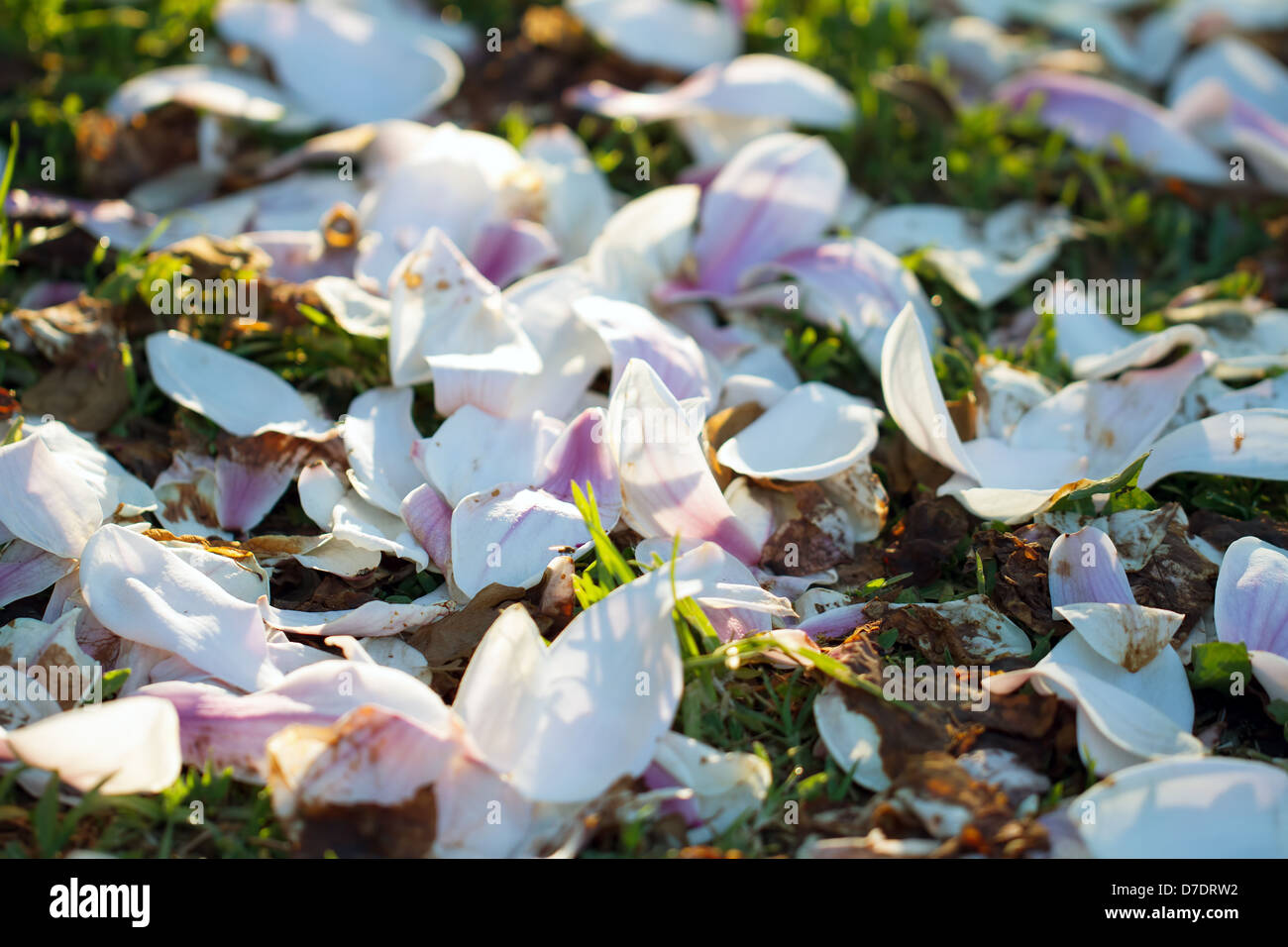 Primavera albero petali di fiore Foto Stock